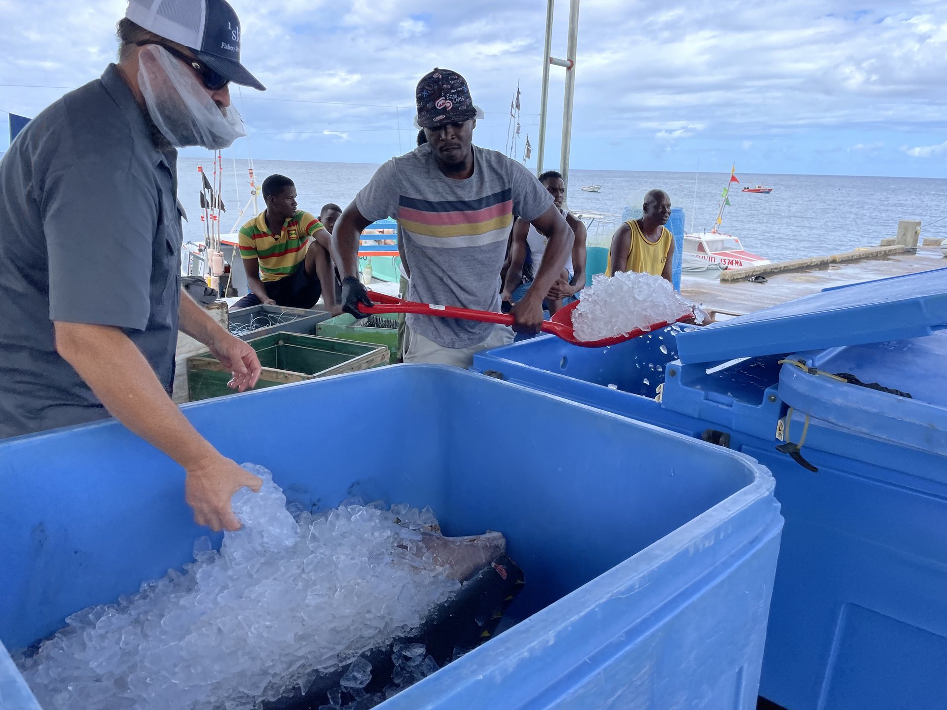 Fish iced at dock for cold chain intake at GNExTT receiving