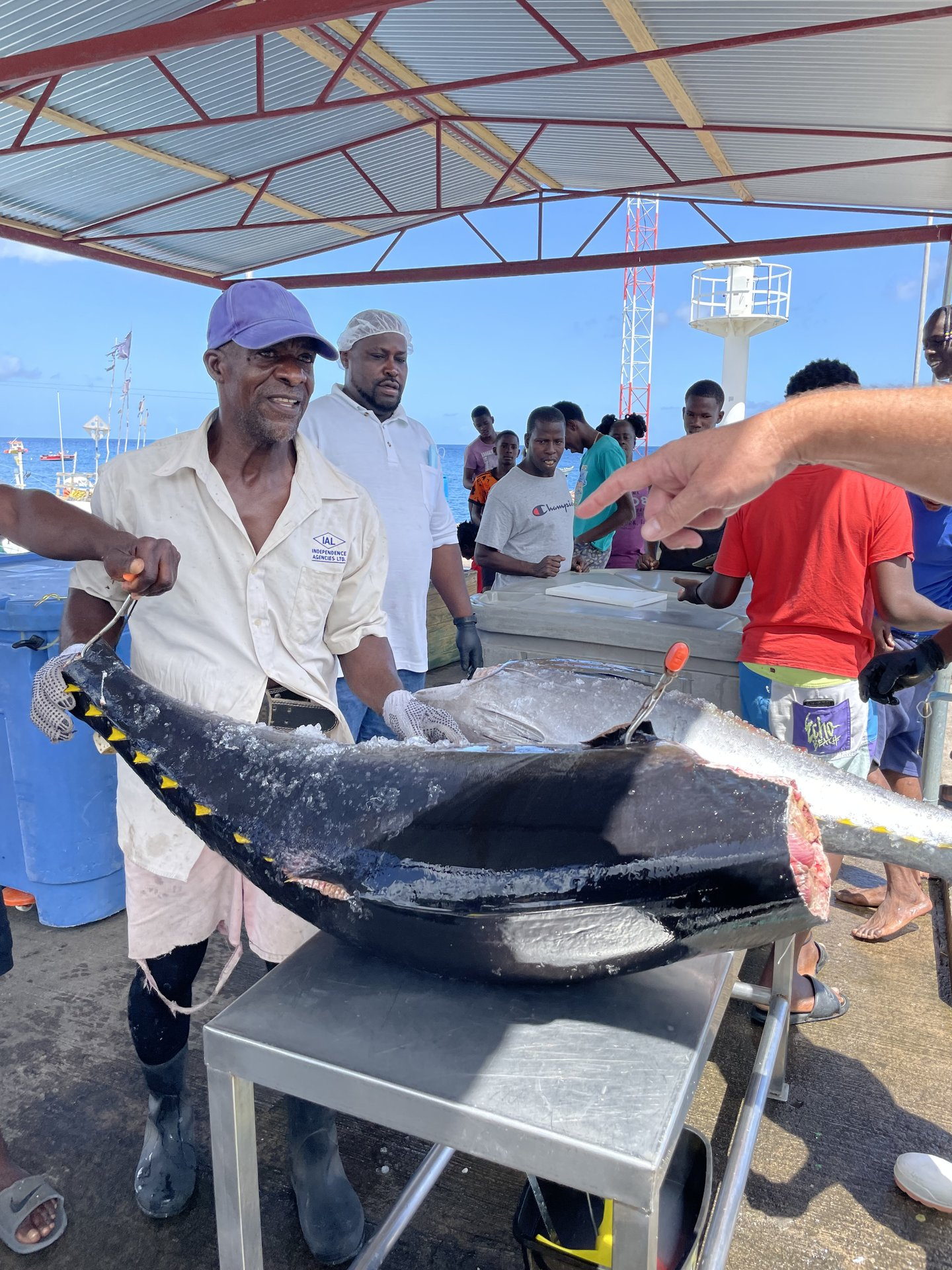 Whole tuna at Gouyave dock ready for processing