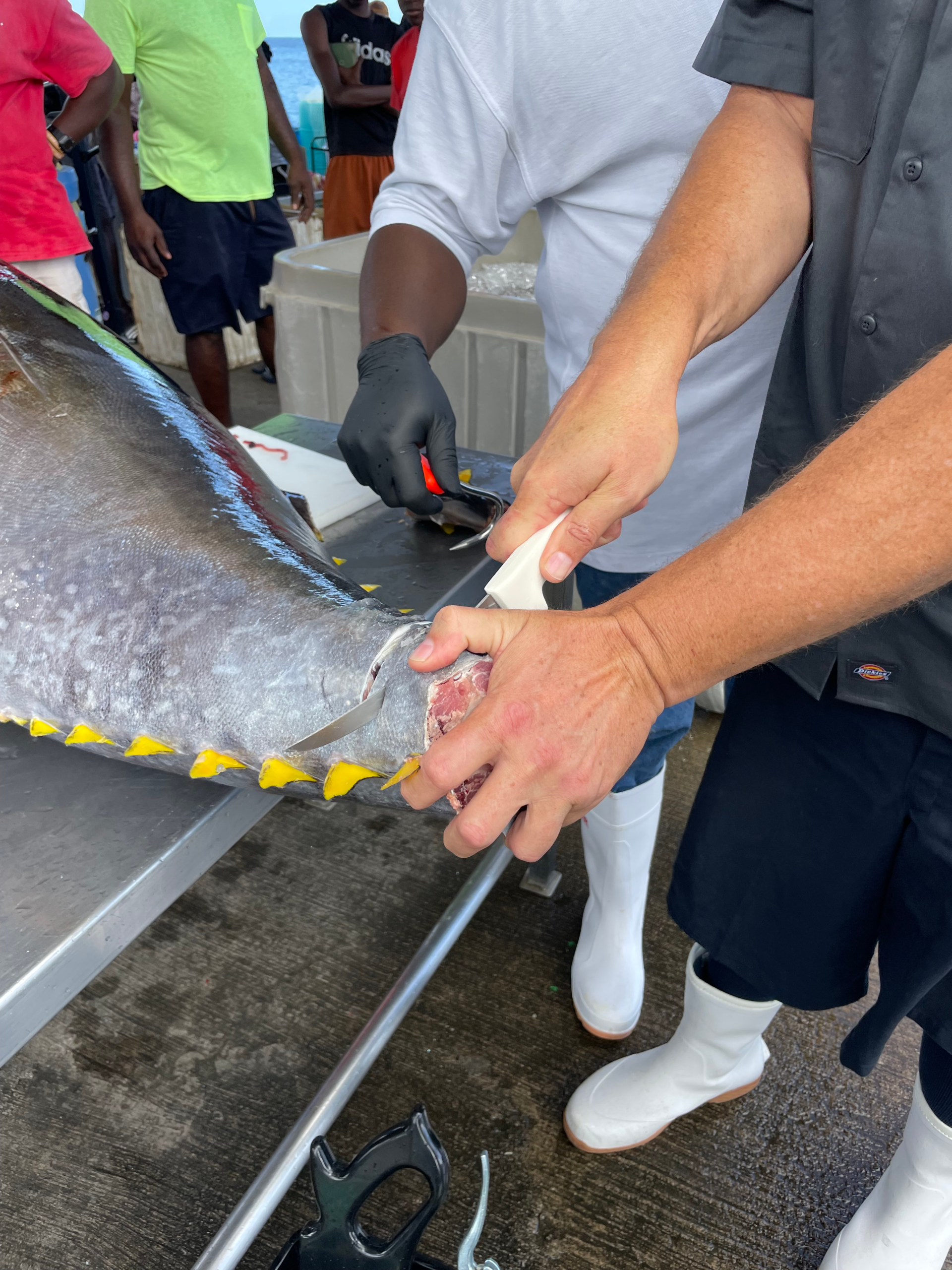 Tuna being butchered and inspected for quality on a stainless steel table