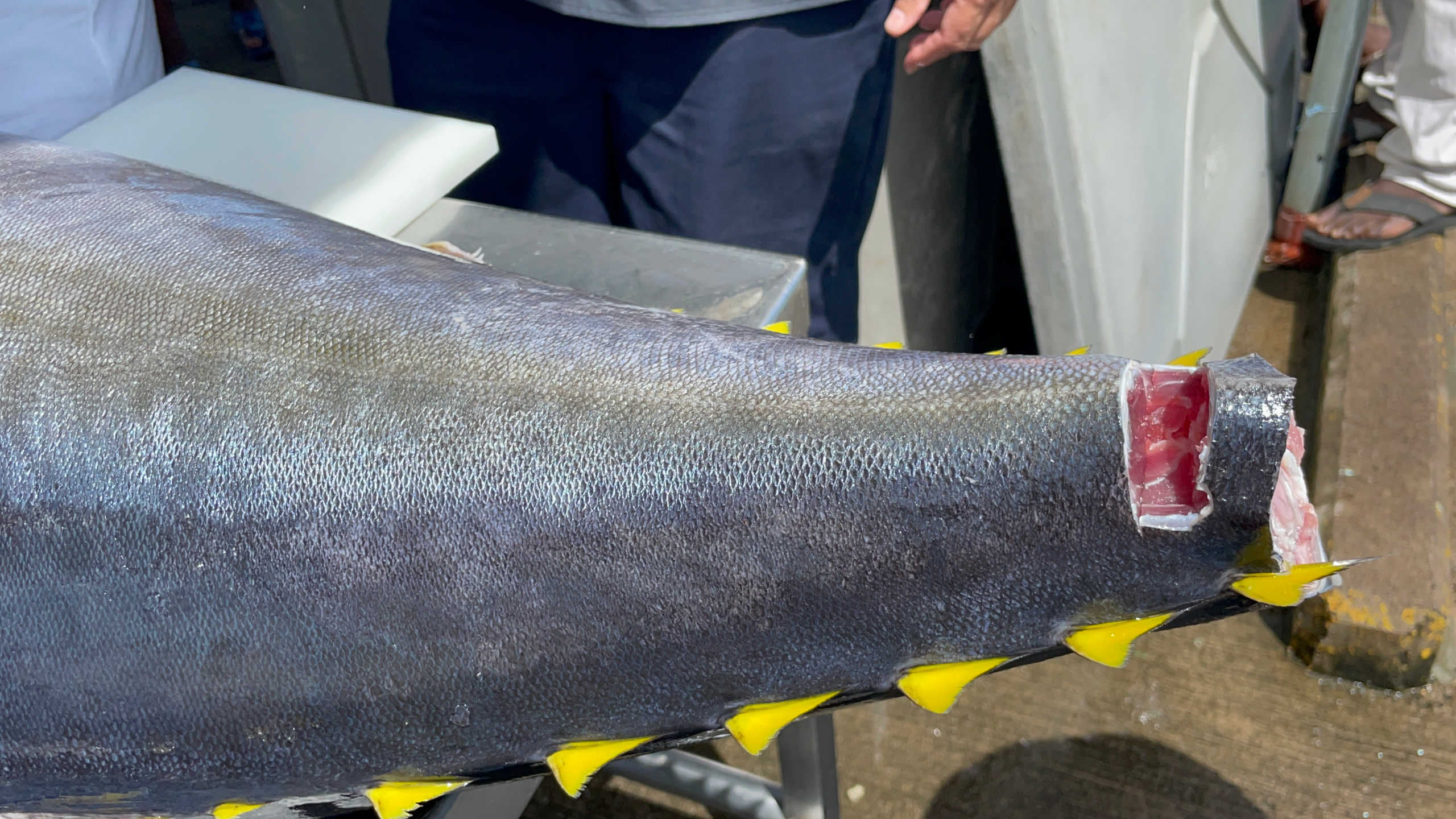 Cross-section of fresh tuna tail showing deep red flesh colour, held over ice